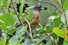 Robin on Chokeberry