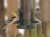 American Goldfinch and Dark-eyed Junco