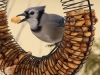 Blue Jay
