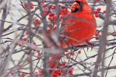 Cardinal
