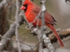 Northern Cardinal