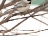 Black-capped Chickadee