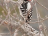 Downy Woodpecker