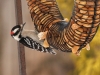Downy Woodpecker1