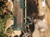 Eurasian Tree Sparrows (and Starling)