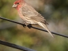House Finch