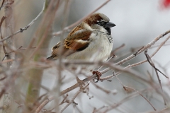 House sparrow