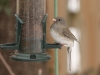 Dark-eyed Junco