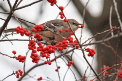 Mockingbird