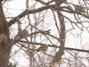 Mourning Doves