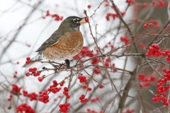 Robin