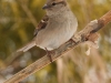 House Sparrow (female)