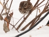 Song Sparrow