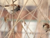 House Sparrows (Male)