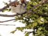 House Sparrow (Male)