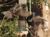 Starlings