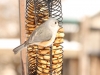 Tufted Titmouse
