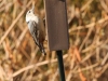 White-breasted Nuthatch