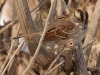 White-throated Sparrow (tan form)