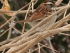 White-throated Sparrow (white form)