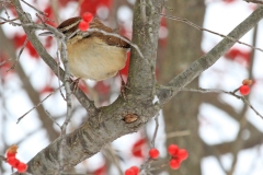 Carolina Wren