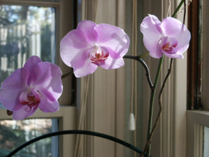a picture of a purple phalaenopsis orchid in flower