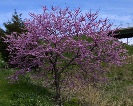 a picture of a redbud tree in bloom