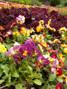 an image of pansies and lettuce in an edible landscape