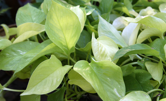 a photo of Golden Pothos 'Neon'