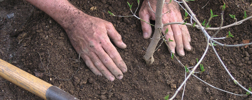 An image of planting a tree
