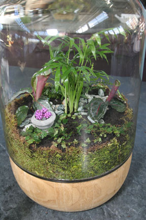 an image of a finished terrarium