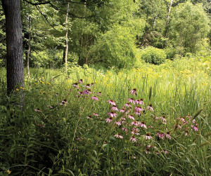 A photo of purple coneflower in a savannah, woodland setting.