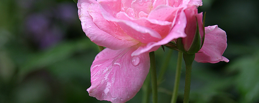 A photo of a pink tea rose