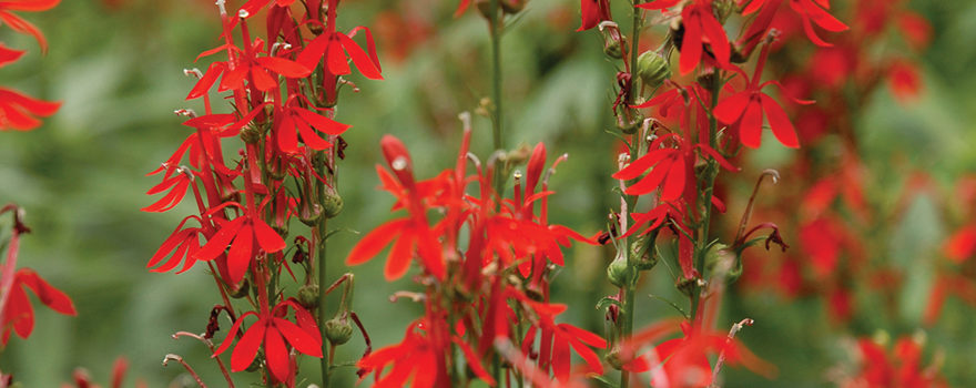 A photo of Lobelia cardinalis (Cardinal flower), photo courtesy Walter's Gardens