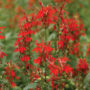 A photo of Lobelia cardinalis (Cardinal flower), photo courtesy Walter's Gardens