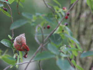 A house finch eating fruit from a native serviceberry.