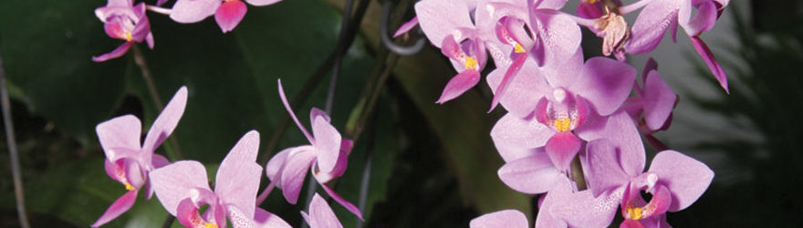 A photo of a purple phalaenopsis orchid