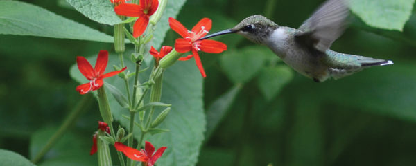 An image of a hummingbird visiting royal catchfly