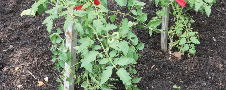 A photo of tomato plants mulched by composted yard waste.