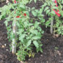 A photo of tomato plants mulched by composted yard waste.