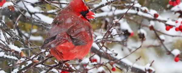 Cardinal bird in snowy winterberry bush