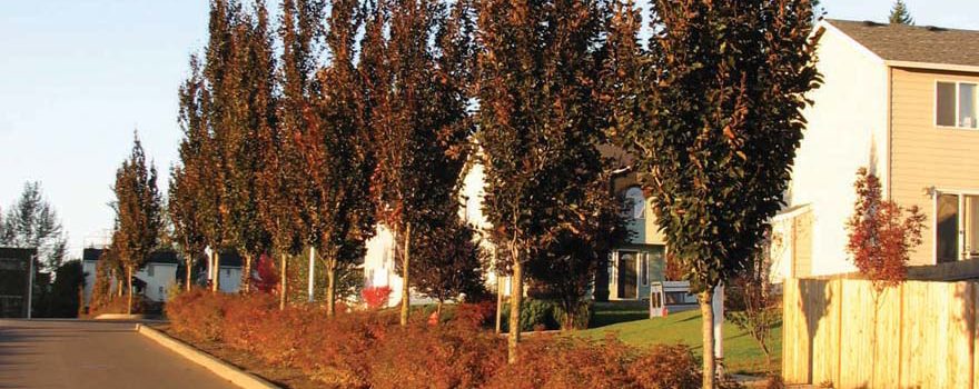A photo of the columnar beech tree 'Dawyck Purple'.