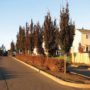 A photo of the columnar beech tree 'Dawyck Purple'.