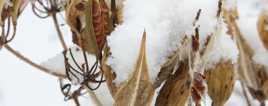 An image of seedheads in snow