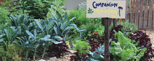 A photo of a greens garden