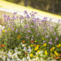 A picture of annuals in a container planting.
