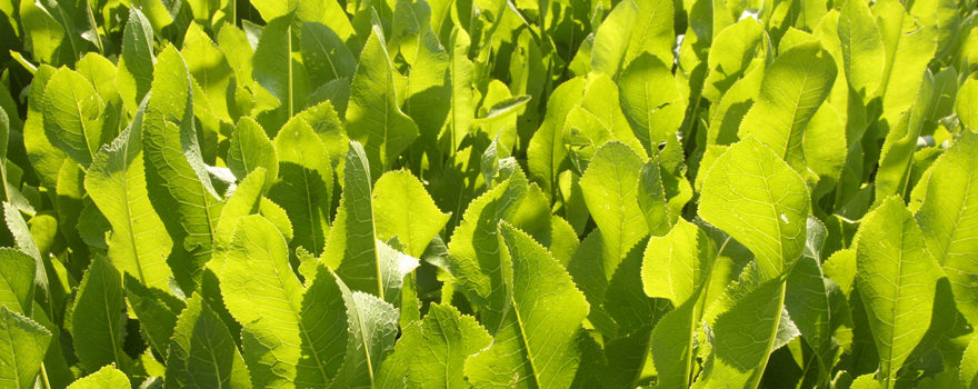 An image of horseradish plants