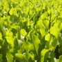 An image of horseradish plants