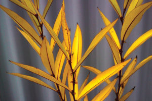 Heart leaved willow fall color
