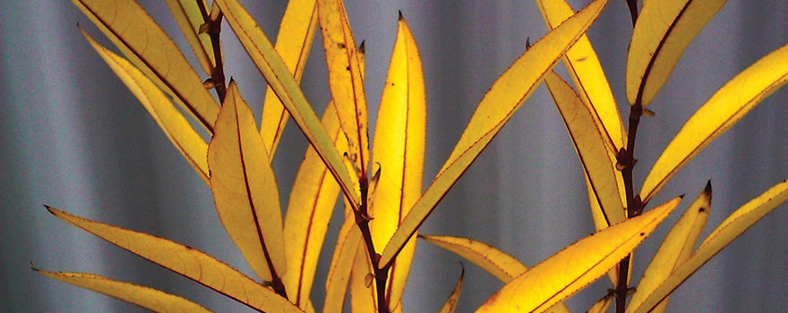 Heart leaved willow fall color